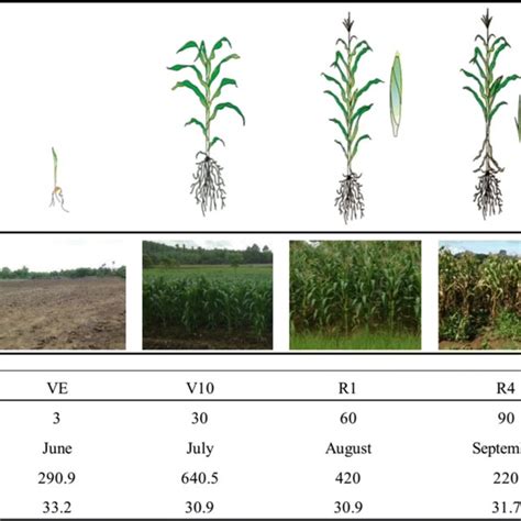 Maize growth stages (VE, emergence stage; V10, tenth-leaf stage; R1,... | Download Scientific ...