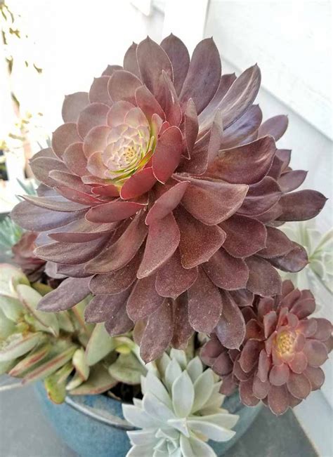 11 Best Easy-Care Exotic Succulents to Grow at Home | Gardener’s Path