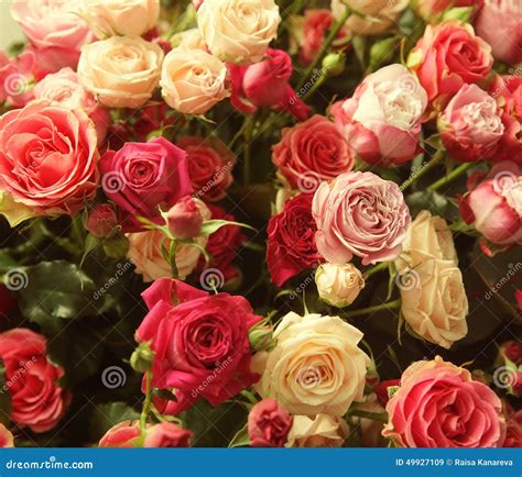 Multicolor roses bouquet stock image. Image of bunch - 49927109