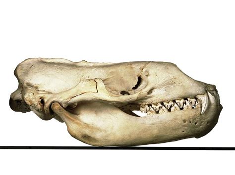 Leopard Seal Skull Photograph by Ucl Grant Museum Of Zoology, Fred Langfors Edwards