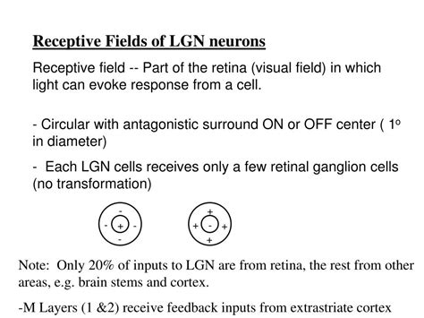 PPT - Lateral Geniculate Nucleus (LGN) PowerPoint Presentation, free ...