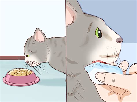 How to Treat Feline Acne: 14 Steps (with Pictures) - wikiHow