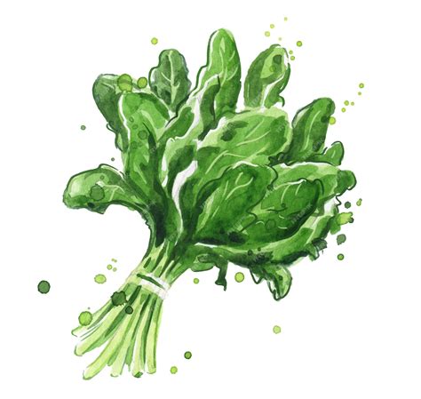 Premium Vector | Spinach watercolor illustration