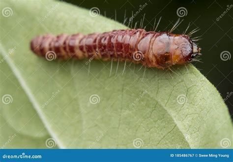 Closeup Shot of Cerambycidae or Jewel Beetle Larvae. Stock Image ...