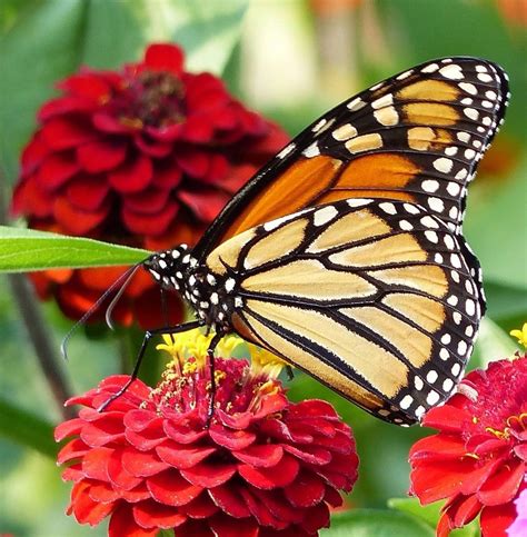 Flowers That Attract Monarch Butterflies