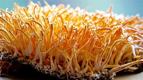 The Healing Power of Cordyceps Sinensis Medicinal Mushroom - Truth Comes to Light