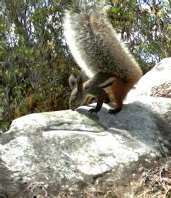 bensozia: Meet the Tufted Ground Squirrel of Borneo