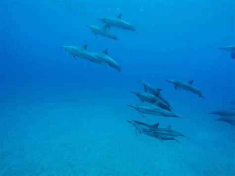 Free Images : sea, ocean, underwater, couple, blue, fish, shark, cuba, dolphin, dolphins, marine ...