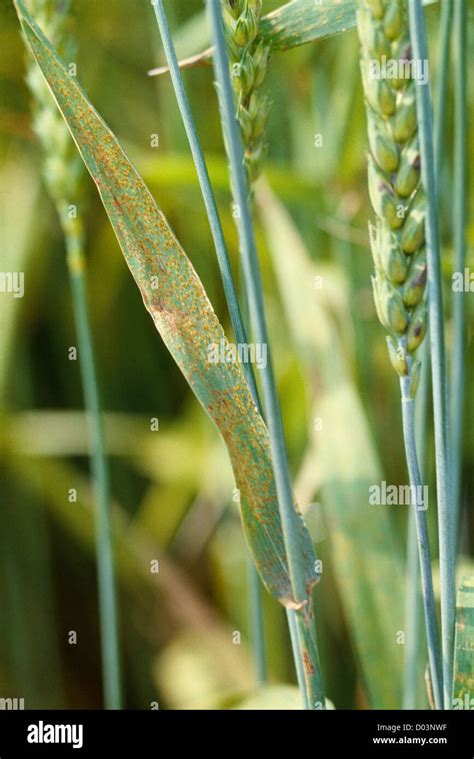 LEAF RUST FUNGUS OF WHEAT (PUCCINIA RECONDITA; PUCCINIA RUBIGO-VERA) RUST PUSTULES IN SUMMER ...