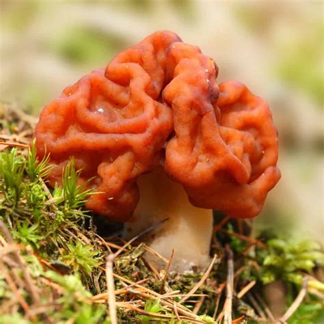 How Do I Identify a True Morel From a False Morel? - Mushroom Huntress