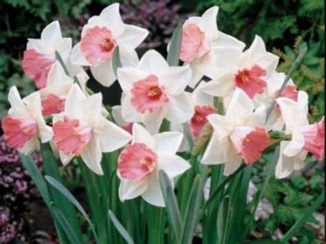 25+ best Pink Daffodils images on Pinterest | Daffodils, Plants and ...