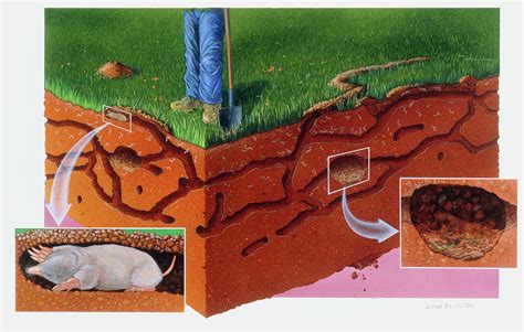 Mole Tunnels Photograph by Sally Bensusen/science Photo Library - Fine Art America