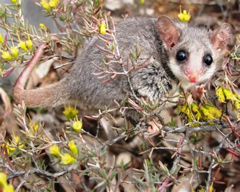 Western Pygmy Possum - Facts, Diet, Habitat & Pictures on Animalia.bio