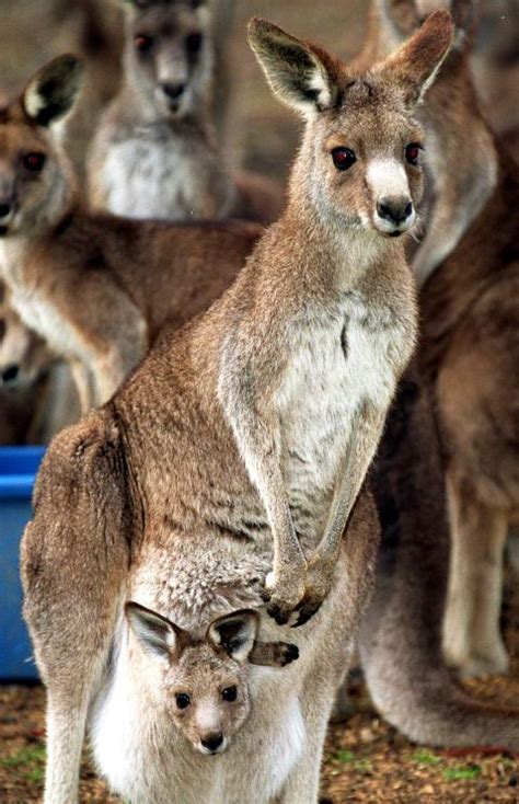 Kangaroo tries to drown dog, attacks owner