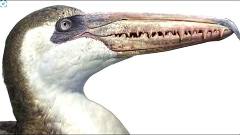 Pelagornis, the extinct bird with the longest wingspan ever - YouTube