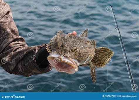 Monkfish in the sea stock photo. Image of monkfish, blue - 137447032