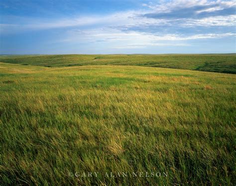 Prairie Grasses to the Horizon photo | Prairie, Grass, Grassland