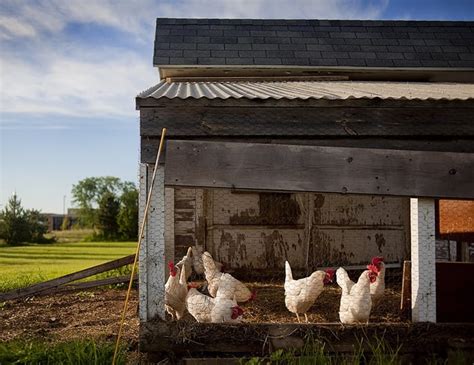 Best Chicken Coop Kits: Our 3 Choices and First Time Buyers Guide - The Happy Chicken Coop