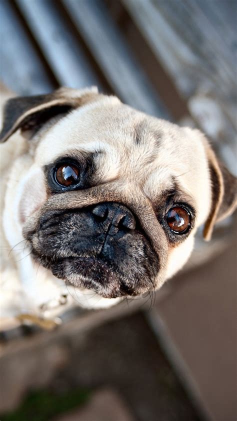 Pug Puppies Wallpaper (61+ images)