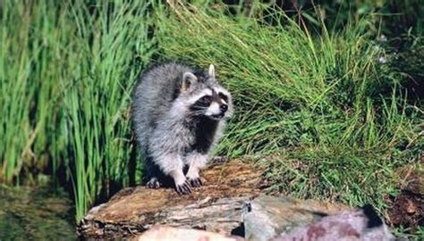 The Natural Habitat of Raccoons | Animals - mom.com