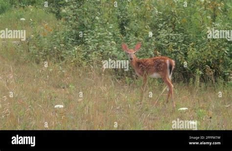 Fawn eye Stock Videos & Footage - HD and 4K Video Clips - Alamy