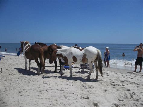 Reasons You Should Visit Assateague Island in Maryland | HubPages