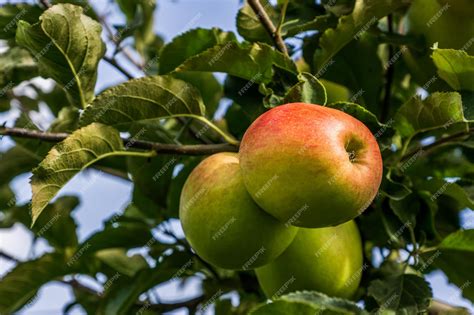 Premium Photo | Green apples on a branch of apple tree with green leaves