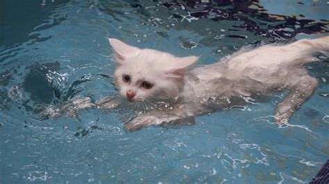 36+ Turkish Van Swimming - Furry Kittens