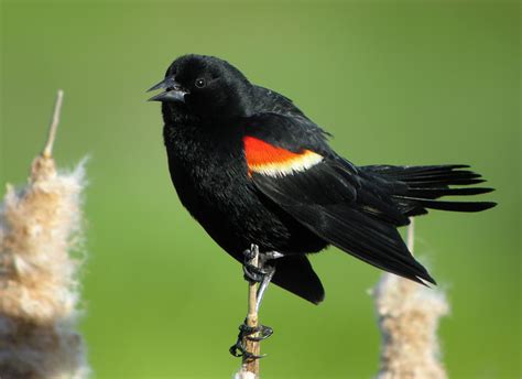 The Digiscoper: Marsh Birds