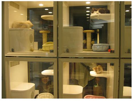 Cat Display, Japan | Cat cafe, Pet shop, Pet store