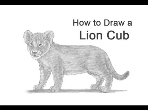 How to Draw a Lion Cub - YouTube