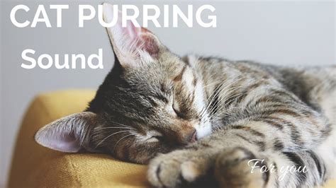 Cat purring sound for Relaxing, All cat lover's | katten purring sound - YouTube