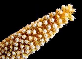 Pearl Millet Nutrition Facts - Health Benefits, Nutritional Value & Calories