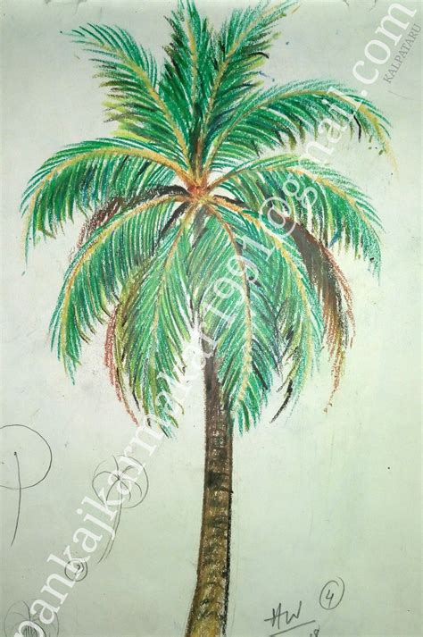 Coconut Tree Drawing