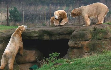 Watch Yorkshire Wildlife Park's 3 new polar bears arrive and play - YorkshireLive