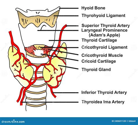 Thyroid Gland Anatomy Infographic Diagram Structure And Parts Vector ...