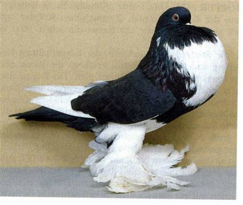 Most Popular Fancy Pigeons | UK & USA Fancy Pigeons ~ Kabootar Baaz | Pakistani Tipplers ...