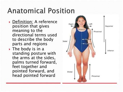 PPT - Anatomical Planes and Directions PowerPoint Presentation, free download - ID:2685245