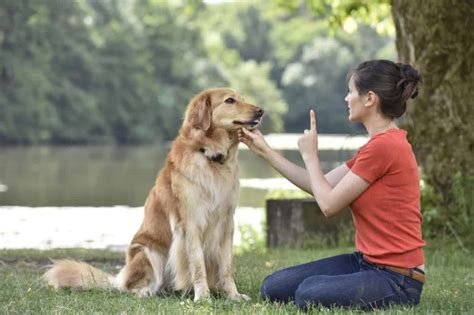 Essential dog commands: Make your dog a well-behaved family member