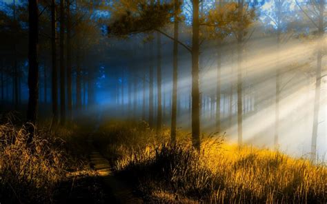 Nature, Sunrise, Forest, Path, Trees, Grass, Mist, Light wallpaper ...