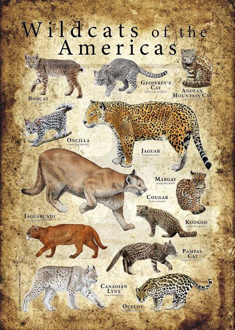 Wild Cats of the Americas Poster Print - inkart