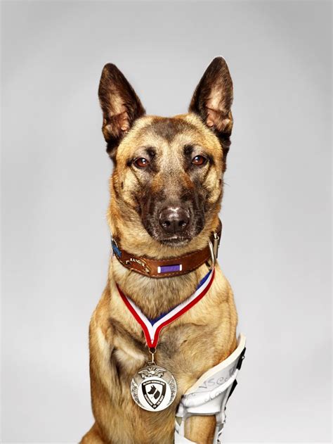 Meet 2016 Military Hero Dog "Layka"! - American Humane - American Humane