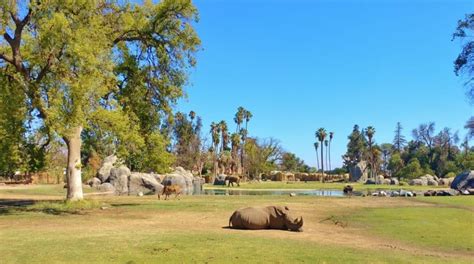 10 Fantastic Reasons to Visit the Fresno Chaffee Zoo