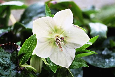 Christmas Rose: Beautiful Plant with Interesting History // Missouri Environment and Garden News ...