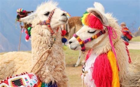 LLAMA EN PERÚ | Cusco tu Destino Travel