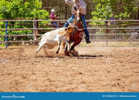 Calf Roping Competition at an Australian Rodeo Stock Photo - Image of australia, danger: 149045124