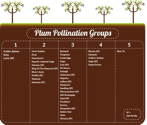 Plum Pollination Chart