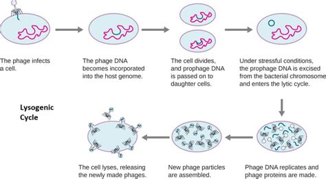 Bacteriophage- Definition, Structure, Life Cycles, Applications, Phage ...