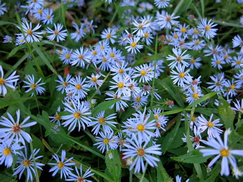 The Joyce Road Neighborhood: Wildflower - Blue Wood Aster