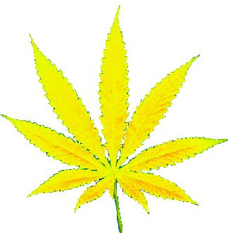 Weed Leaf GIF - Weed Leaf Cannabis - Discover & Share GIFs